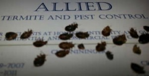 bedbugs exterminated by exterminator