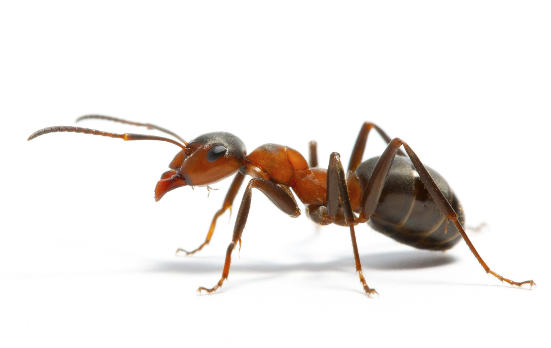 Bug Identification - ALLIED Termite and Pest Control